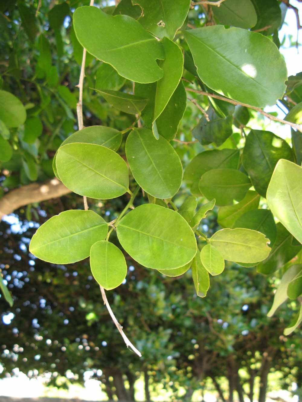            Shade leaves (Winter Haven, FL)   